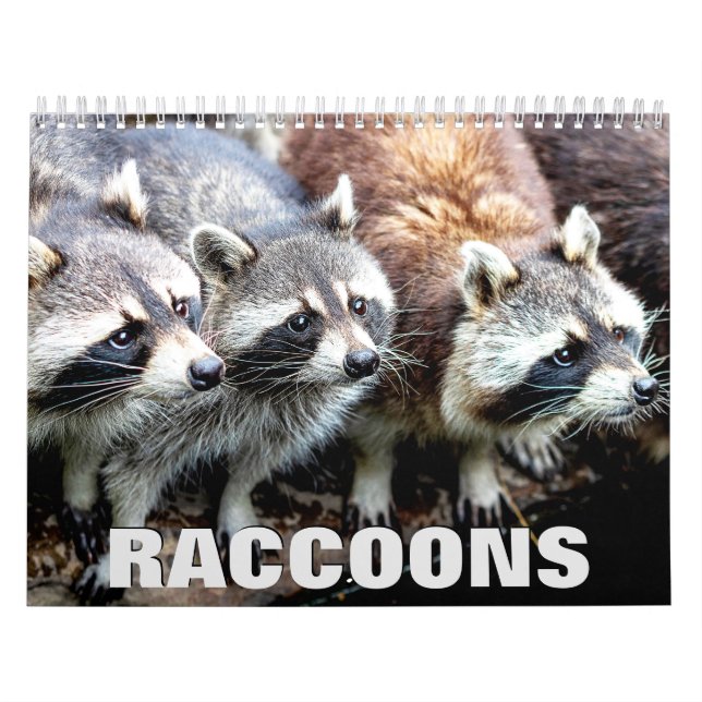 Calendario de Muro de Raccoons (Tapa)
