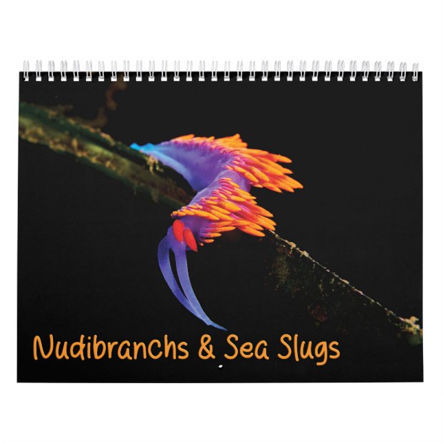 Calendario de nudibranchs y salchichas marinas (Tapa)