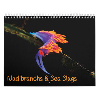 Calendario de nudibranchs y salchichas marinas
