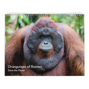 Calendario de Orangutan
