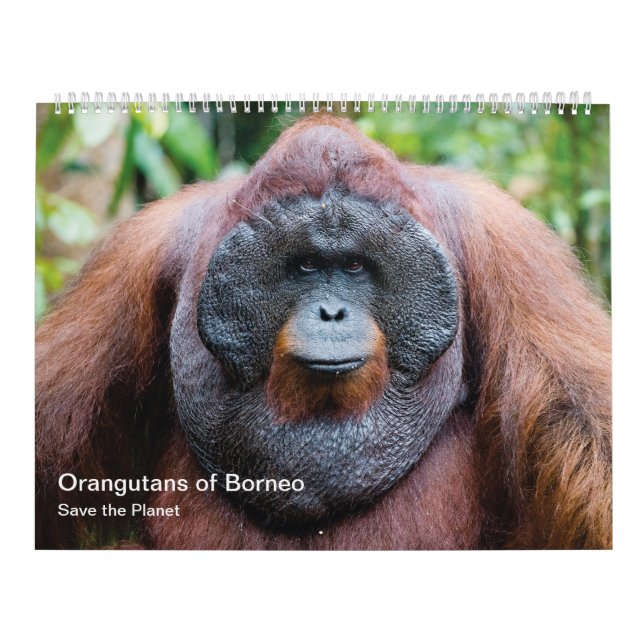 Calendario de Orangutan (Tapa)
