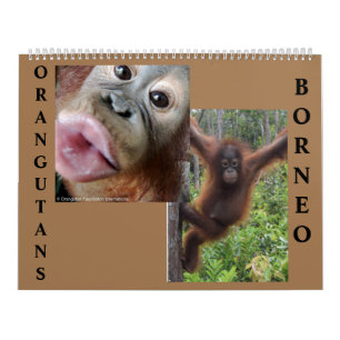 Calendario de Orangutans Borneo
