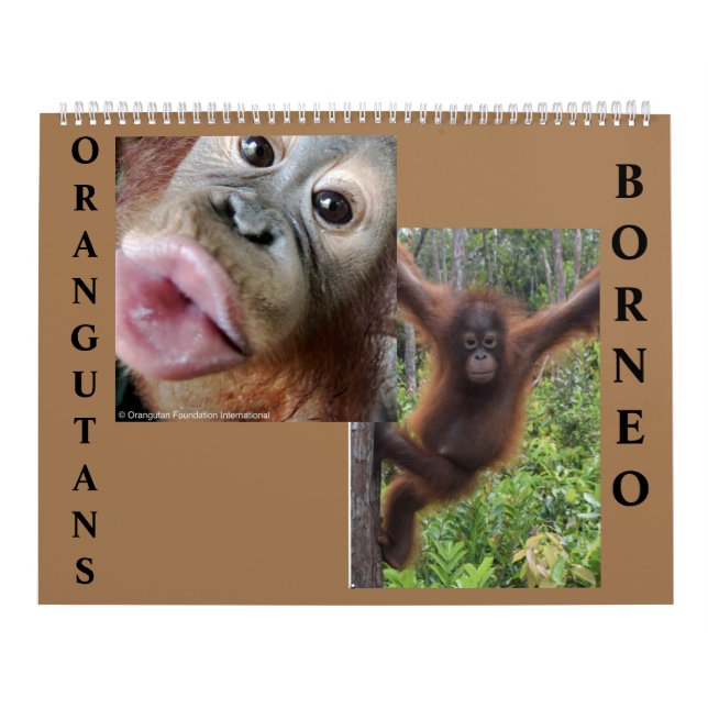 Calendario de Orangutans Borneo (Tapa)