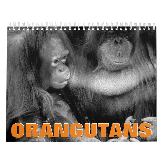 Calendario de Orangutans Wall (Tapa)