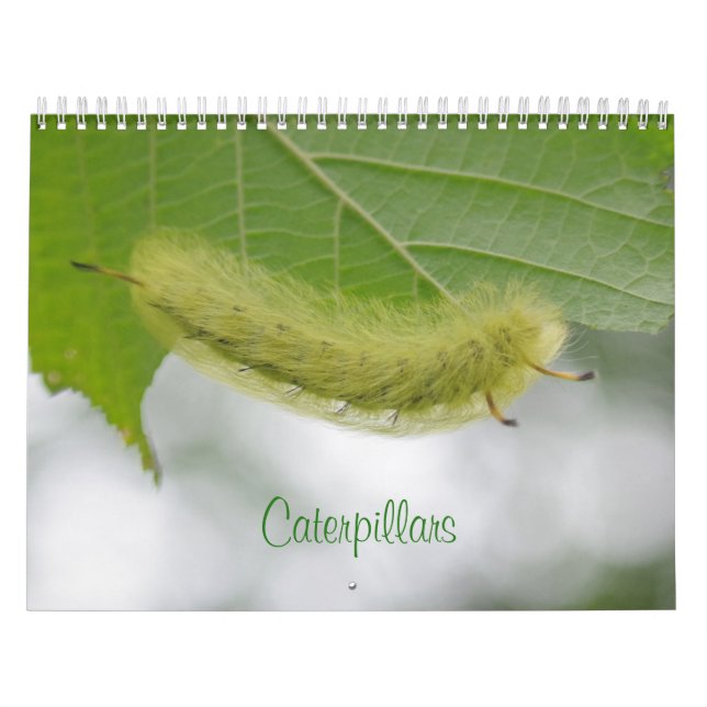 Calendario de orugas (Tapa)