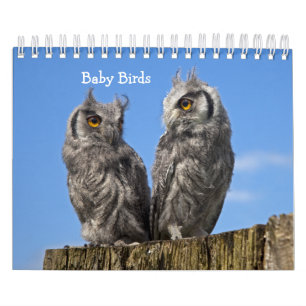 Calendario de pájaros bebés