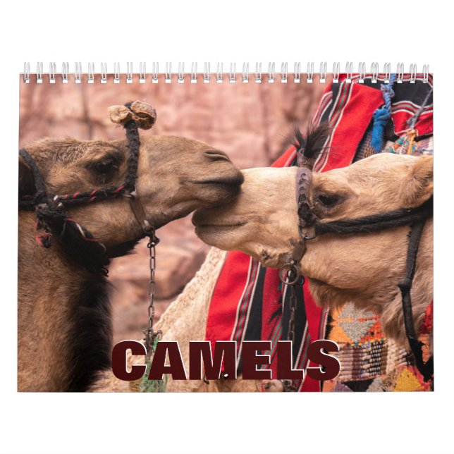 Calendario de pared de camellos (Tapa)