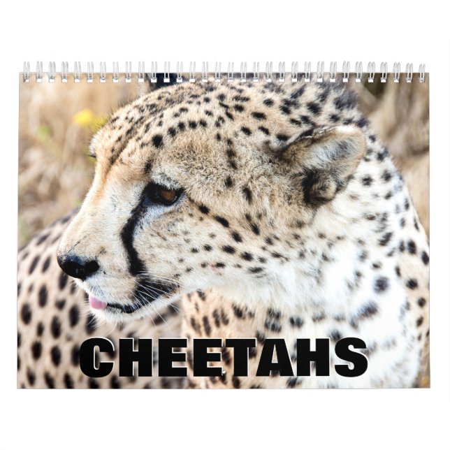 Calendario de pared de Cheetahs (Tapa)
