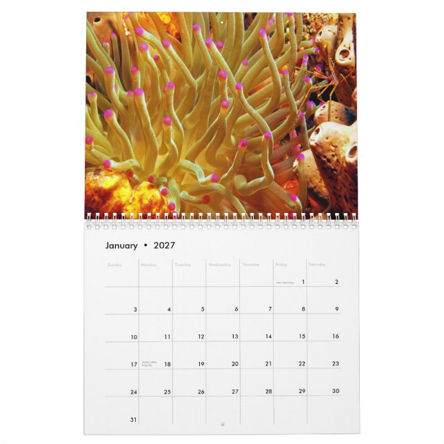Calendario de pared de la anémona de mar (Jan 2027)