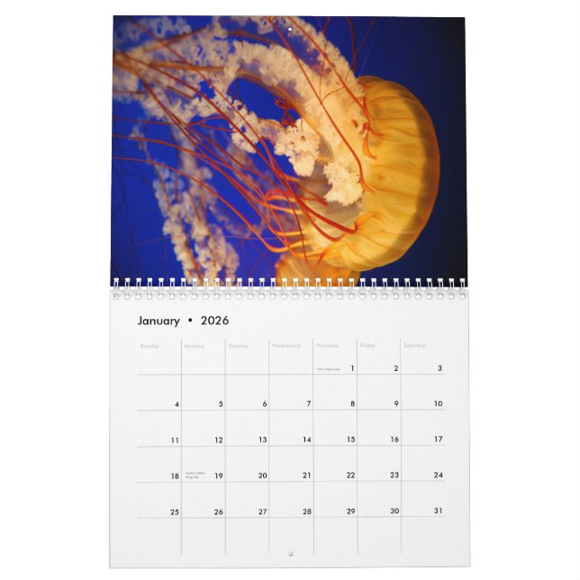 Calendario de pared de las medusas (Jan 2026)