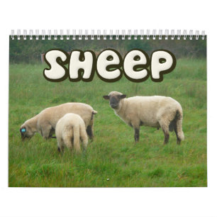 Calendario de pared de las ovejas