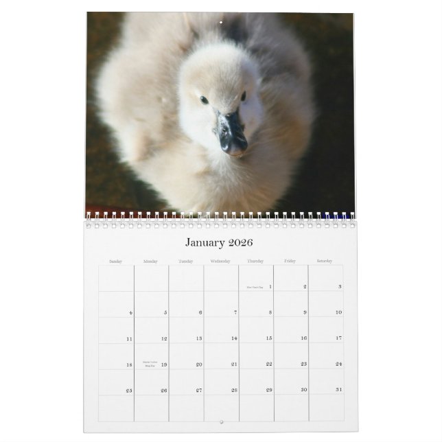 Calendario de pared de los cisnes negros y de los (Jan 2026)