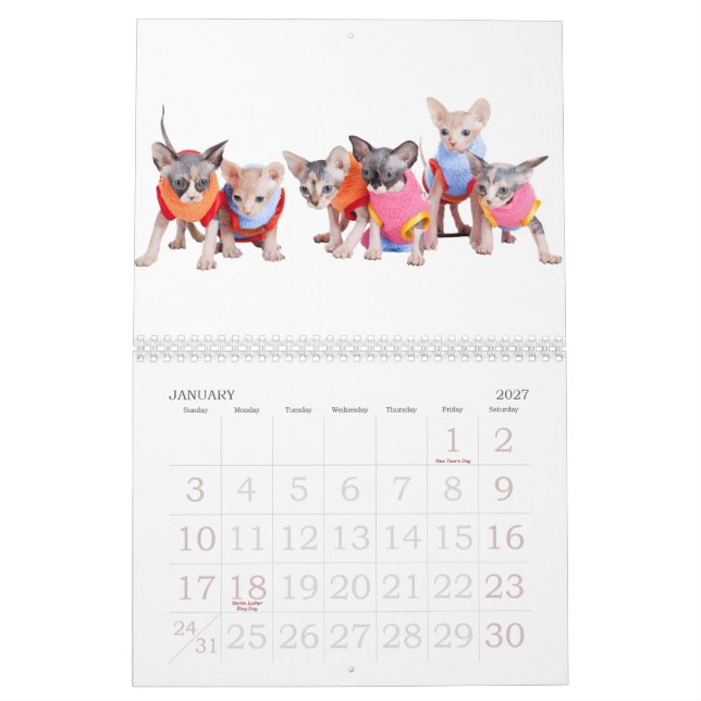 Calendario de pared de los gatos de Sphynx el | (Jan 2027)