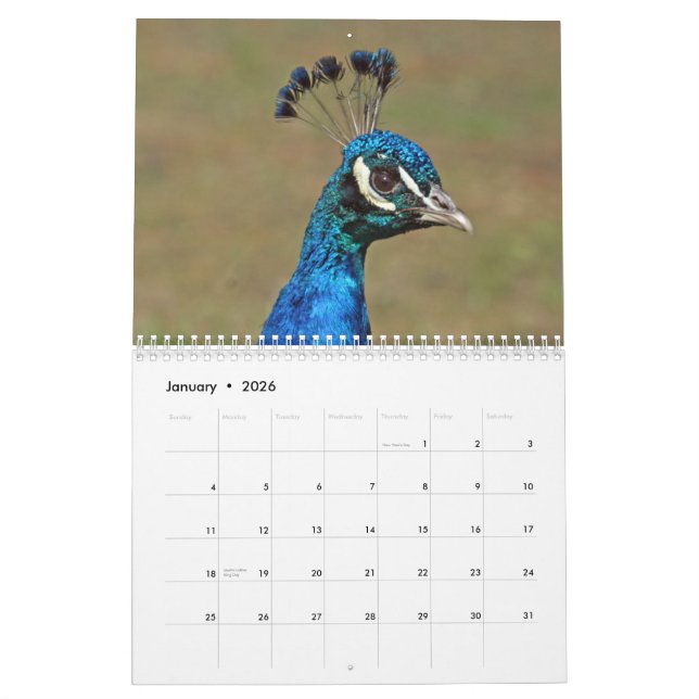 Calendario de pared de los pavos reales (Jan 2026)