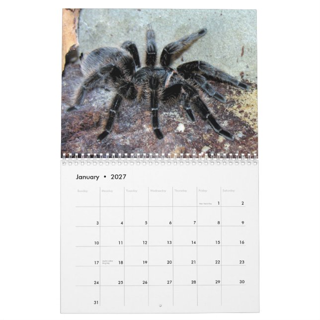 Calendario de pared de los Tarantulas (Jan 2027)