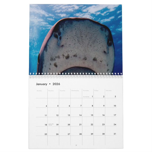 Calendario de pared de los tiburones (Jan 2026)