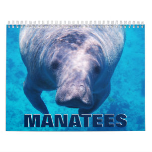 Calendario de pared de Manatees 2022