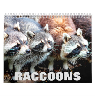 Calendario de pared de Raccoons 2022