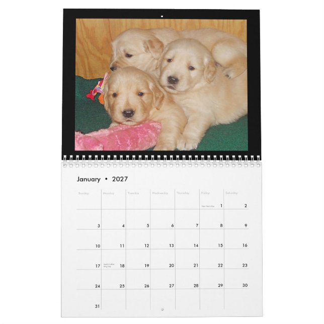 Calendario de pared del perrito del golden (Jan 2027)