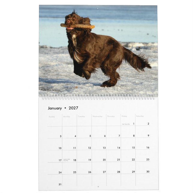 Calendario de pared del perro de aguas de campo (Jan 2027)