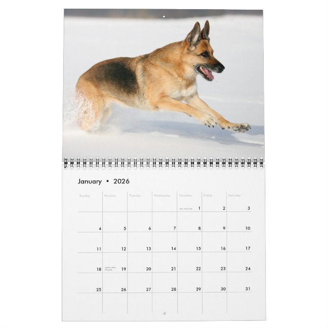 Calendario de pared del perro de pastor alemán (Jan 2026)