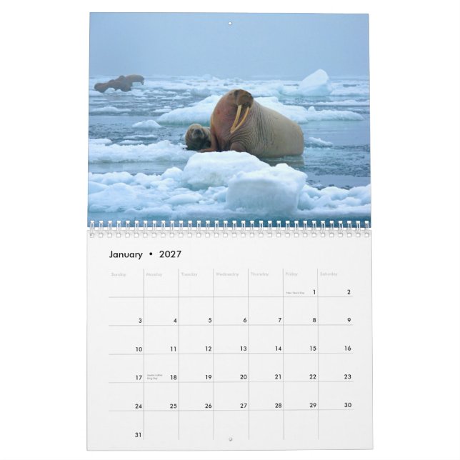 Calendario de pared maravilloso de la morsa (Jan 2027)