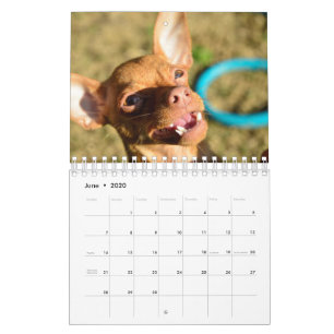 Calendario de pared Sir Bardsley 2020