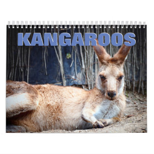 Calendario de paredes de Kangaroos