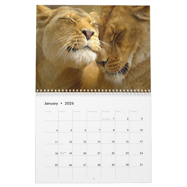 Calendario de paredes de leones (Jan 2026)