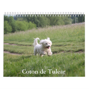 Calendario de perros Coton de Tulear