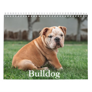 Calendario de perros de bulldog