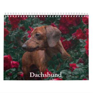Calendario de perros de Dachshund