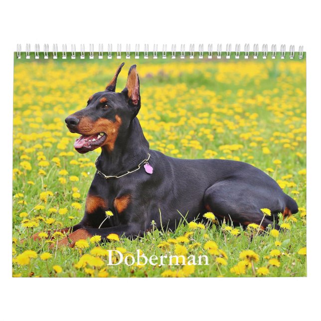 Calendario de perros Doberman (Tapa)