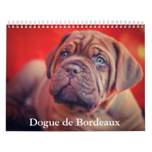 Calendario de perros Dogue de Burdeos