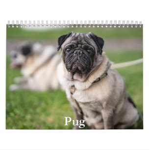 Calendario de pug