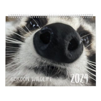 Calendario de Raccoon de Vida Silvestre de Gordon