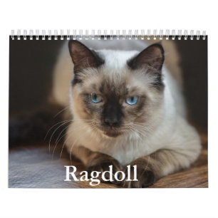 Calendario de ragdoll