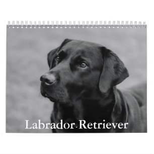 Calendario de recuperación de Labrador