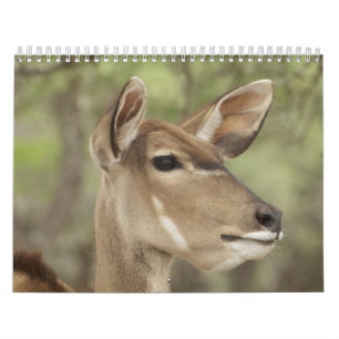 Calendario de retratos de naturaleza y animales pa