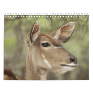 Calendario de retratos de naturaleza y animales pa