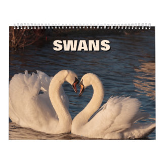Calendario de Swans