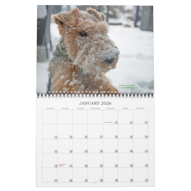 Calendario de Terrier galés 2015 por Darwyn (Jan 2026)