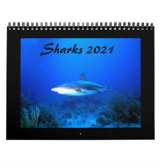 Calendario de tiburones 2021