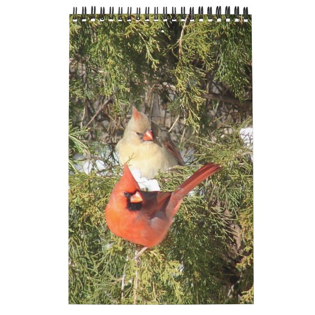 Calendario de un año de cardenales (Tapa)