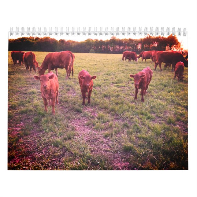 Calendario de vaca (Tapa)