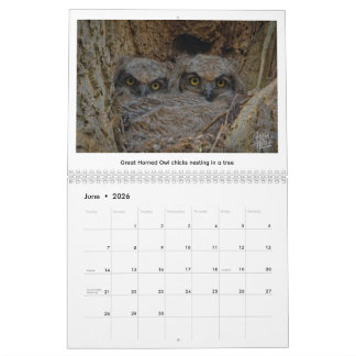 Calendario de Vida Silvestre 2026 por Kevin Harris