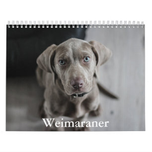 Calendario de Weimaraner