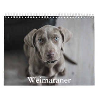 Calendario de Weimaraner