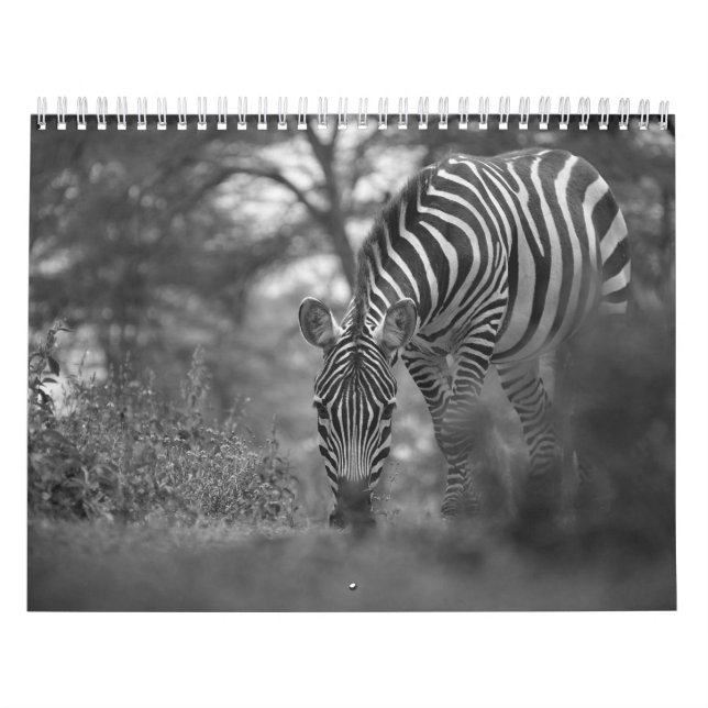 Calendario del animal de cebra B/W (Tapa)