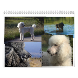 Calendario del caniche estándar 2011